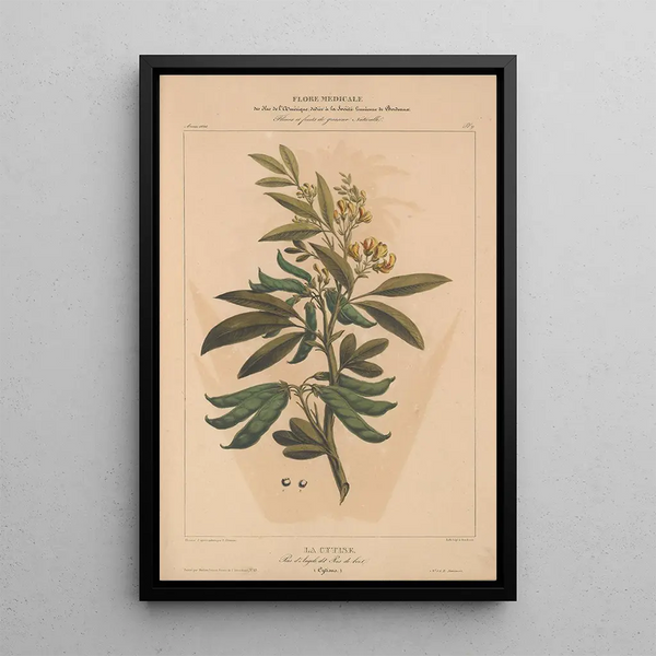 Flore d'Amérique Pl09 - Étienne Denisse — framed artwork on a wall