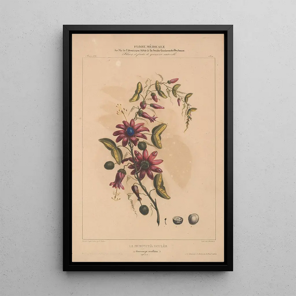 Flore d'Amérique Pl11 - Étienne Denisse — framed artwork on a wall