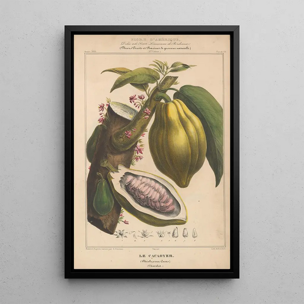 Flore d'Amérique Pl13 - Étienne Denisse — framed artwork on a wall