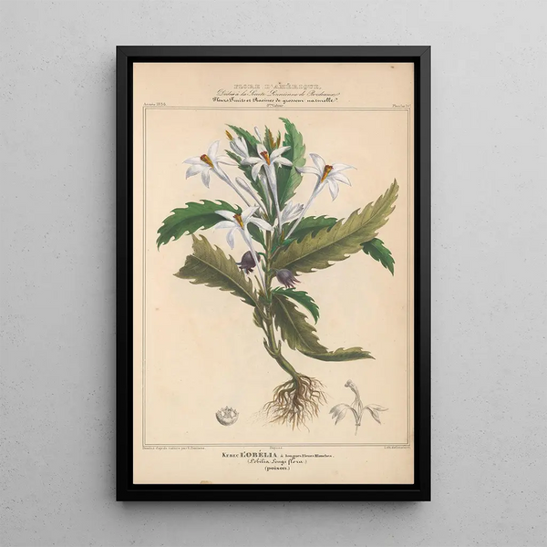 Flore d'Amérique Pl14 - Étienne Denisse — framed artwork on a wall