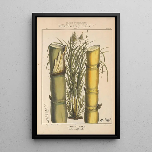 Flore d'Amérique Pl16 - Étienne Denisse — framed artwork on a wall