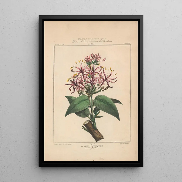Flore d'Amérique Pl18 - Étienne Denisse — framed artwork on a wall