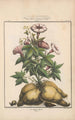 Flore d'Amérique Pl20 - Étienne Denisse — artwork view