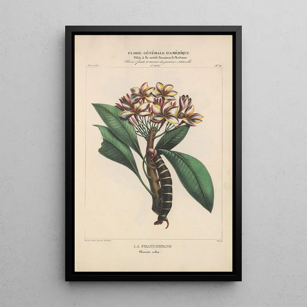 Flore d'Amérique Pl21 - Étienne Denisse — framed artwork on a wall