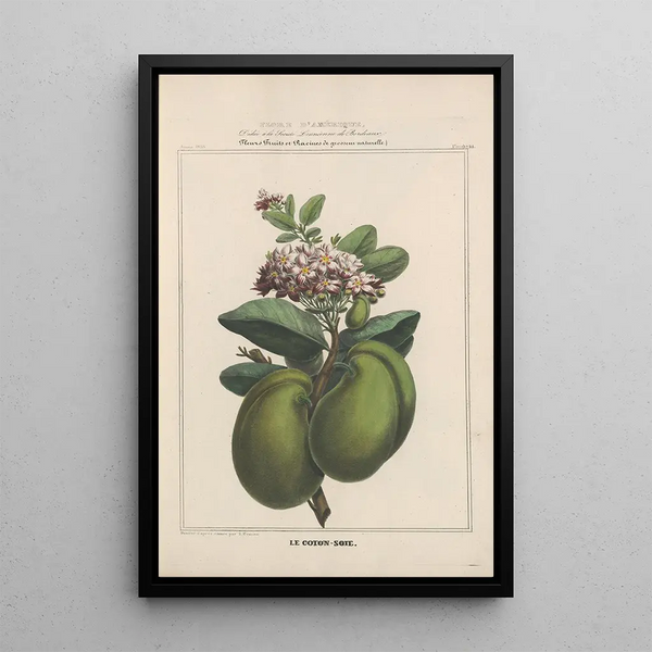Flore d'Amérique Pl23 - Étienne Denisse — framed artwork on a wall