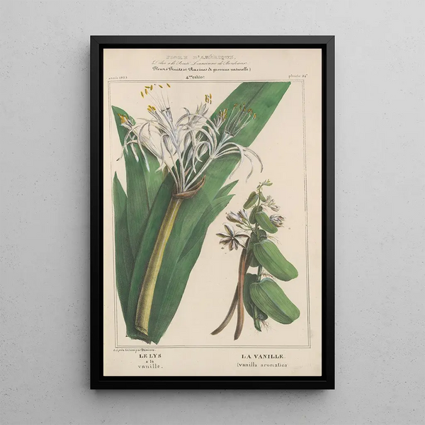 Flore d'Amérique Pl24 - Étienne Denisse — framed artwork on a wall