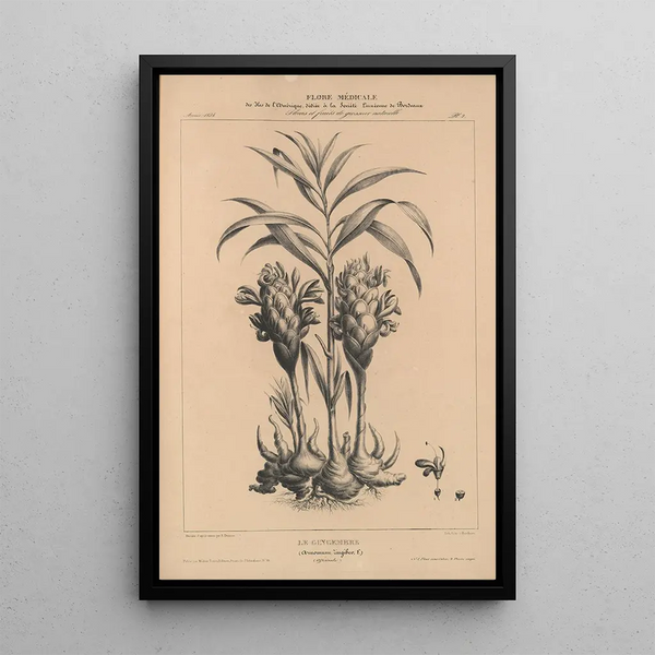 Flore d'Amérique Pl26 - Étienne Denisse — framed artwork on a wall