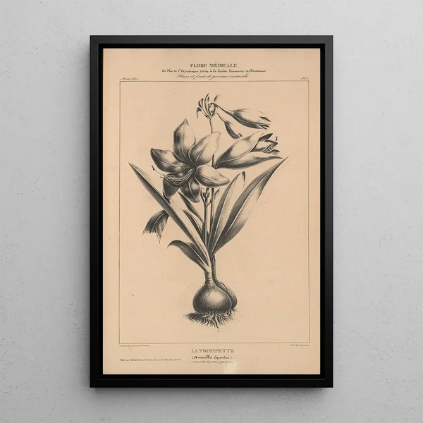 Flore d'Amérique Pl28 - Étienne Denisse — framed artwork on a wall