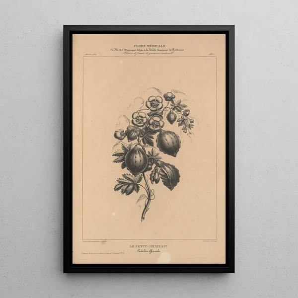 Flore d'Amérique Pl30 - Étienne Denisse — framed artwork on a wall