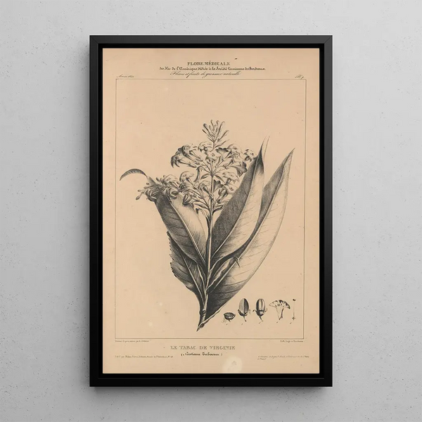 Flore d'Amérique Pl31 - Étienne Denisse — framed artwork on a wall