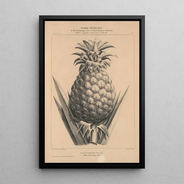 Flore d'Amérique Pl32 - Étienne Denisse — framed artwork on a wall