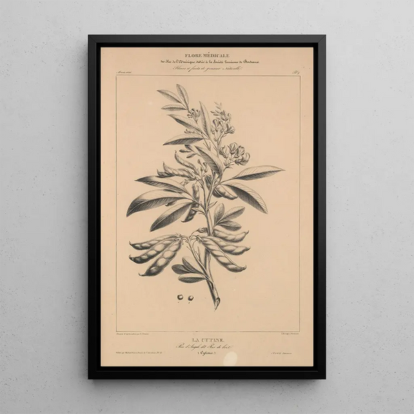 Flore d'Amérique Pl33 - Étienne Denisse — framed artwork on a wall