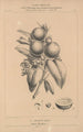 Flore d'Amérique Pl34 - Étienne Denisse — artwork view