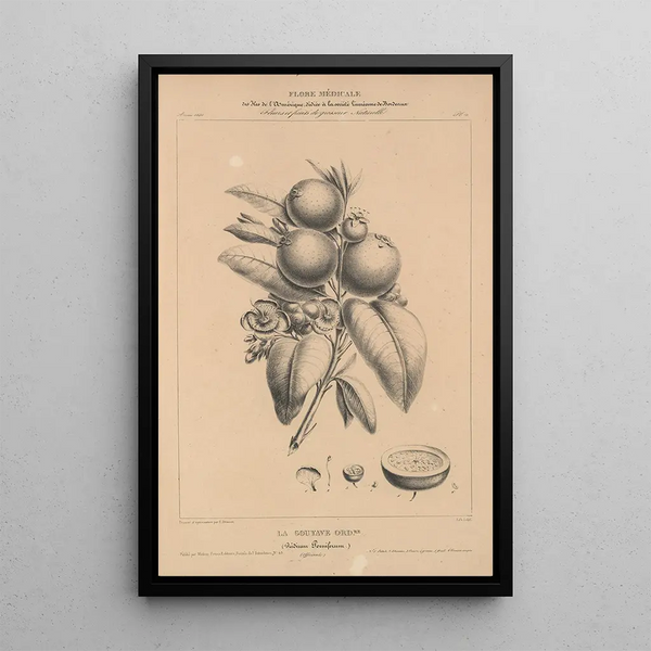 Flore d'Amérique Pl34 - Étienne Denisse — framed artwork on a wall