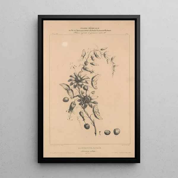 Flore d'Amérique Pl35 - Étienne Denisse — framed artwork on a wall