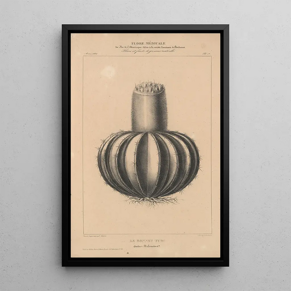 Flore d'Amérique Pl36 - Étienne Denisse — framed artwork on a wall
