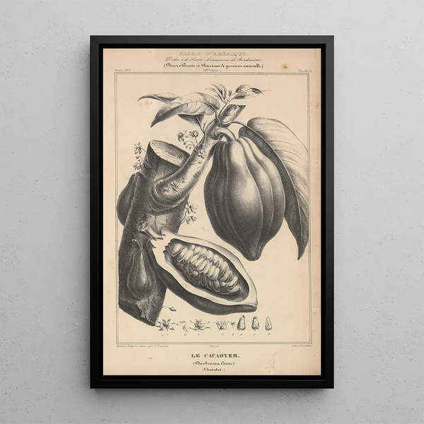 Flore d'Amérique Pl37 - Étienne Denisse — framed artwork on a wall
