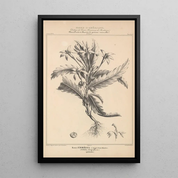 Flore d'Amérique Pl38 - Étienne Denisse — framed artwork on a wall
