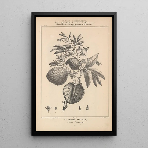 Flore d'Amérique Pl39 - Étienne Denisse — framed artwork on a wall