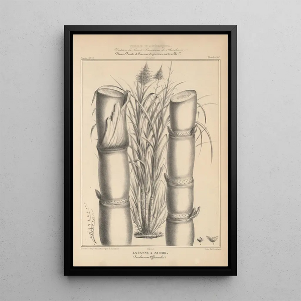 Flore d'Amérique Pl40 - Étienne Denisse — framed artwork on a wall
