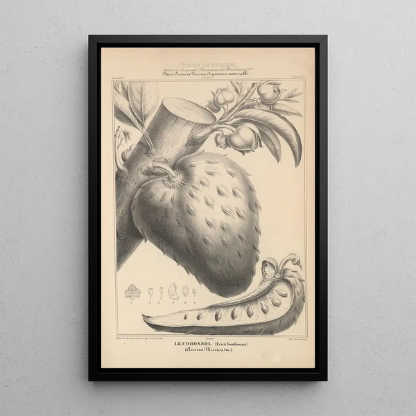 Flore d'Amérique Pl41 - Étienne Denisse — framed artwork on a wall