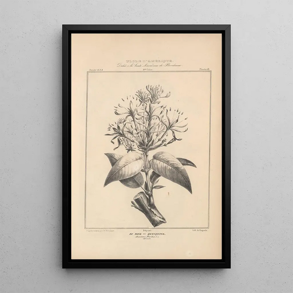 Flore d'Amérique Pl42 - Étienne Denisse — framed artwork on a wall