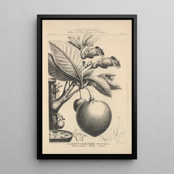 Flore d'Amérique Pl43 - Étienne Denisse — framed artwork on a wall