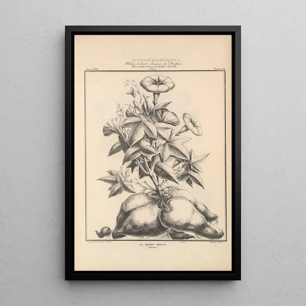 Flore d'Amérique Pl44 - Étienne Denisse — framed artwork on a wall