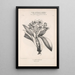 Flore d'Amérique Pl45 - Étienne Denisse — framed artwork on a wall
