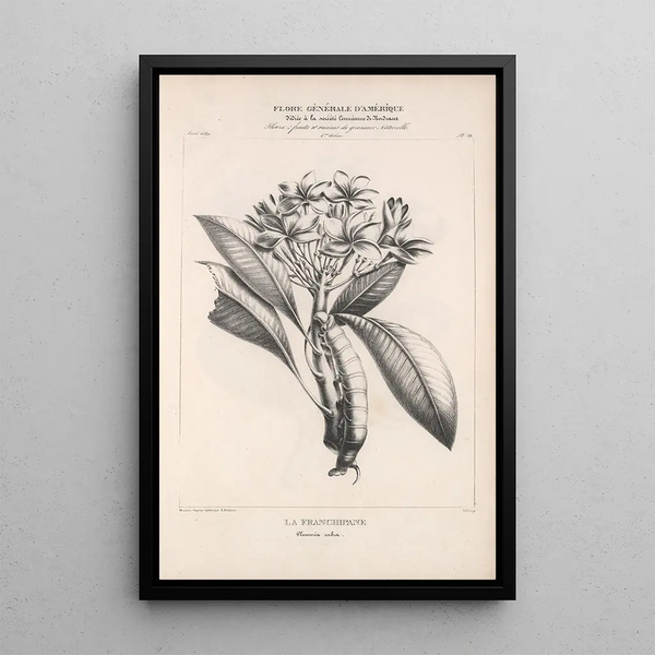 Flore d'Amérique Pl45 - Étienne Denisse — framed artwork on a wall