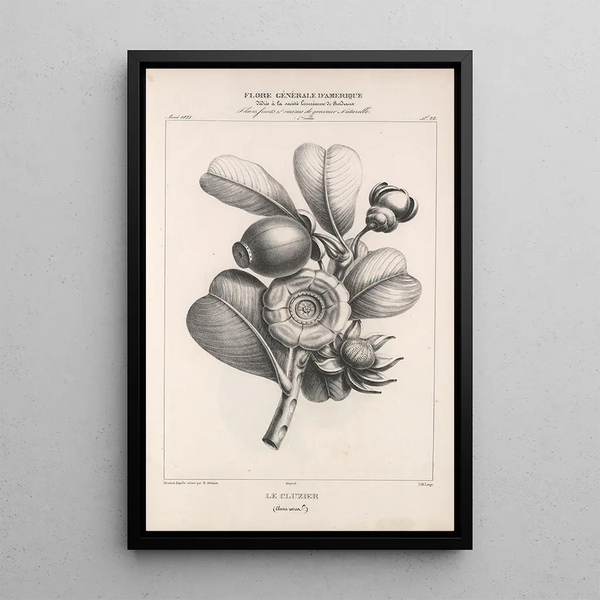 Flore d'Amérique Pl46 - Étienne Denisse — framed artwork on a wall