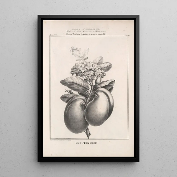 Flore d'Amérique Pl47 - Étienne Denisse — framed artwork on a wall