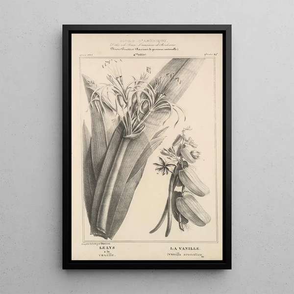 Flore d'Amérique Pl48 - Étienne Denisse — framed artwork on a wall