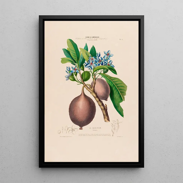 Flore d'Amérique drawn from nature on site Pl001 - Étienne Denisse — framed artwork on a wall