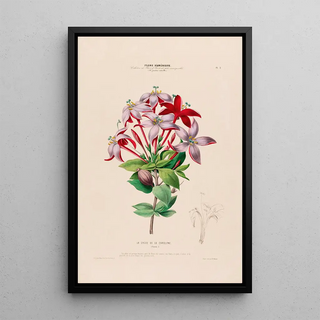 Etienne Denisse - Flore dAmerique dessinee dapres nature sur les lieux Pl002.webp