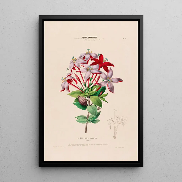 Flore d'Amérique dessinée d'après nature sur les lieux Pl002 - Étienne Denisse — framed artwork on a wall
