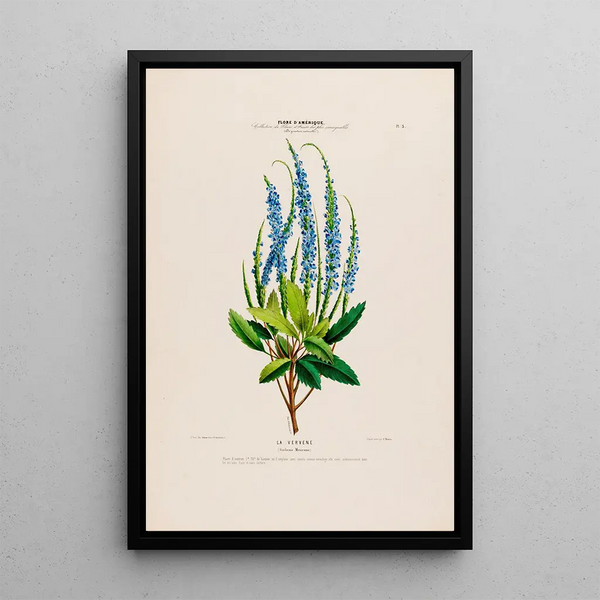 Flore d'Amérique drawn from nature on site Pl003 - Étienne Denisse — framed artwork on a wall