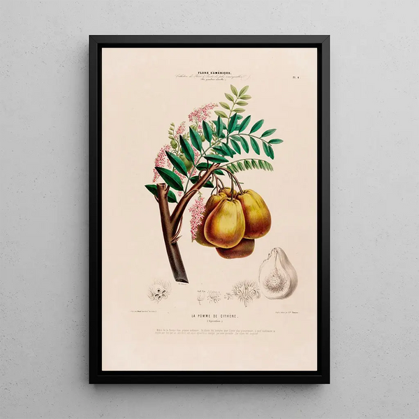 Flore d'Amérique drawn from nature on site Pl004 - Étienne Denisse — framed artwork on a wall