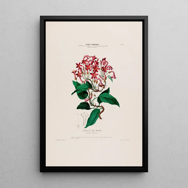 Flore d'Amérique drawn from nature on site Pl005 - Étienne Denisse — framed artwork on a wall
