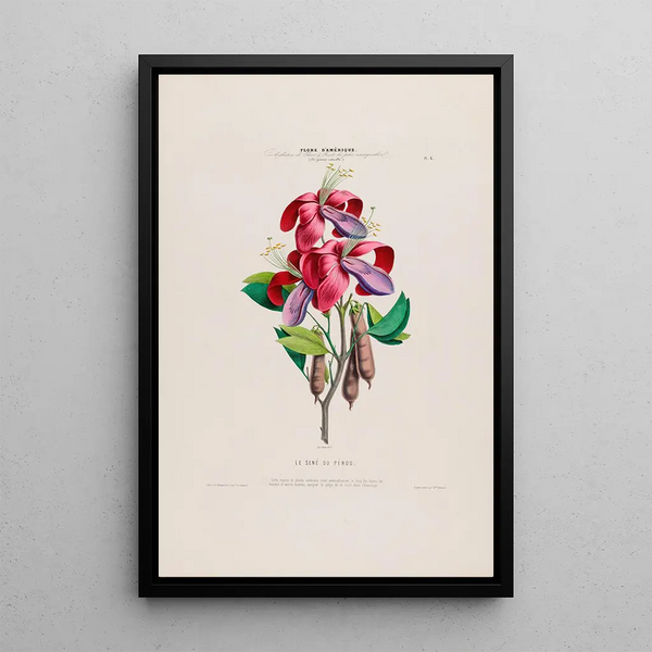Flore d'Amérique drawn from nature on site Pl006 - Étienne Denisse — framed artwork on a wall