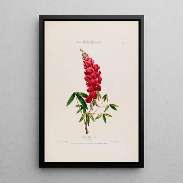 Flore d'Amérique drawn from nature on site Pl007 - Étienne Denisse — framed artwork on a wall