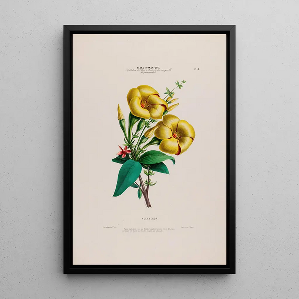 Flore d'Amérique drawn from nature on site Pl008 - Étienne Denisse — framed artwork on a wall