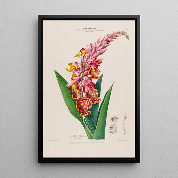 Flore d'Amérique drawn from nature on site Pl009 - Étienne Denisse — framed artwork on a wall
