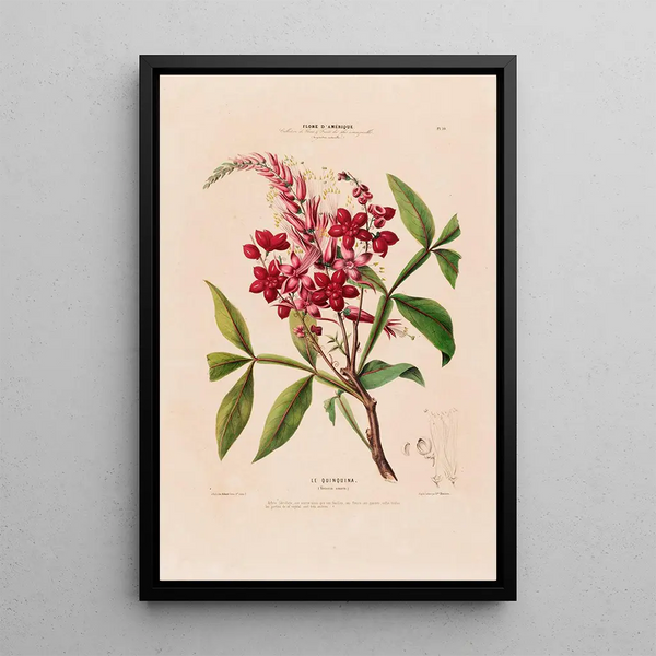 Flore d'Amérique drawn from nature on site Pl010 - Étienne Denisse — framed artwork on a wall