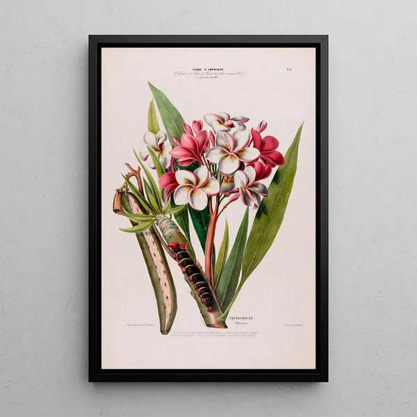 Flore d'Amérique drawn from nature on site Pl012 - Étienne Denisse — framed artwork on a wall
