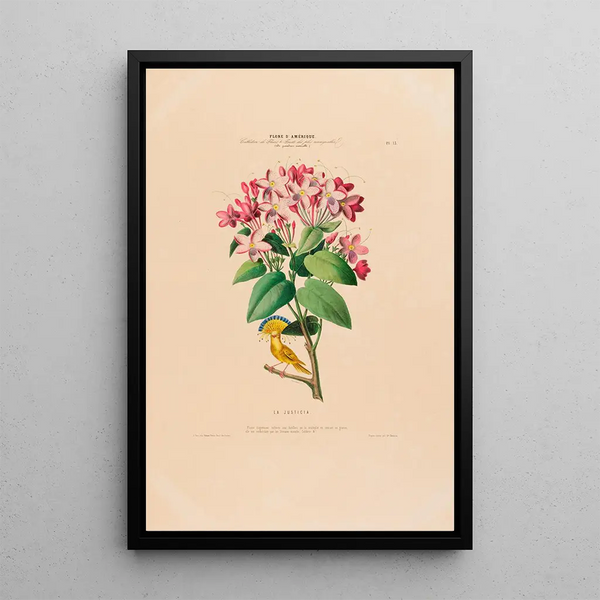 Flore d'Amérique drawn from nature on site Pl013 - Étienne Denisse — framed artwork on a wall