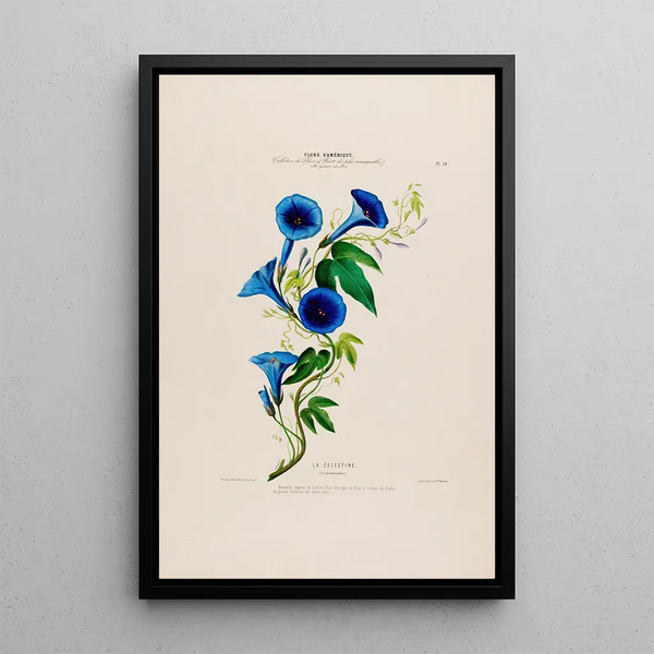 Flore d'Amérique drawn from nature on site Pl014 - Étienne Denisse — framed artwork on a wall