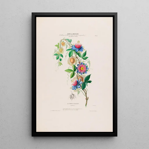 Flore d'Amérique drawn from nature on site Pl015 - Étienne Denisse — framed artwork on a wall
