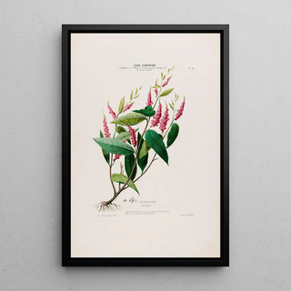 Etienne Denisse - Flore dAmerique dessinee dapres nature sur les lieux Pl016.webp