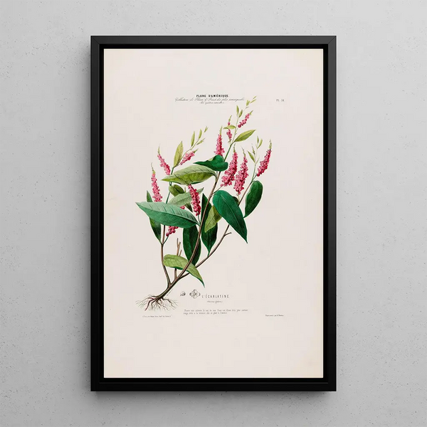 Flore d'Amérique drawn from nature on site Pl016 - Étienne Denisse — framed artwork on a wall
